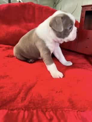 Sweet Boston Terrier Pups