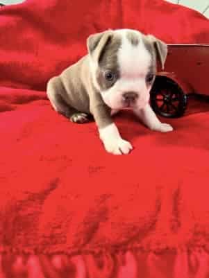 Sweet Boston Terrier Pups