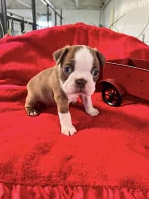 Sweet Boston Terrier Pups