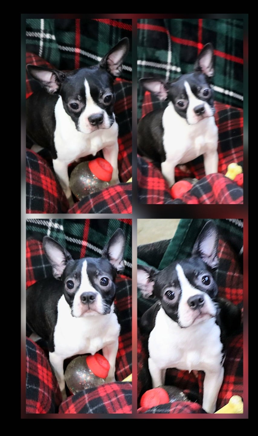 CKC Boston Terrier puppies