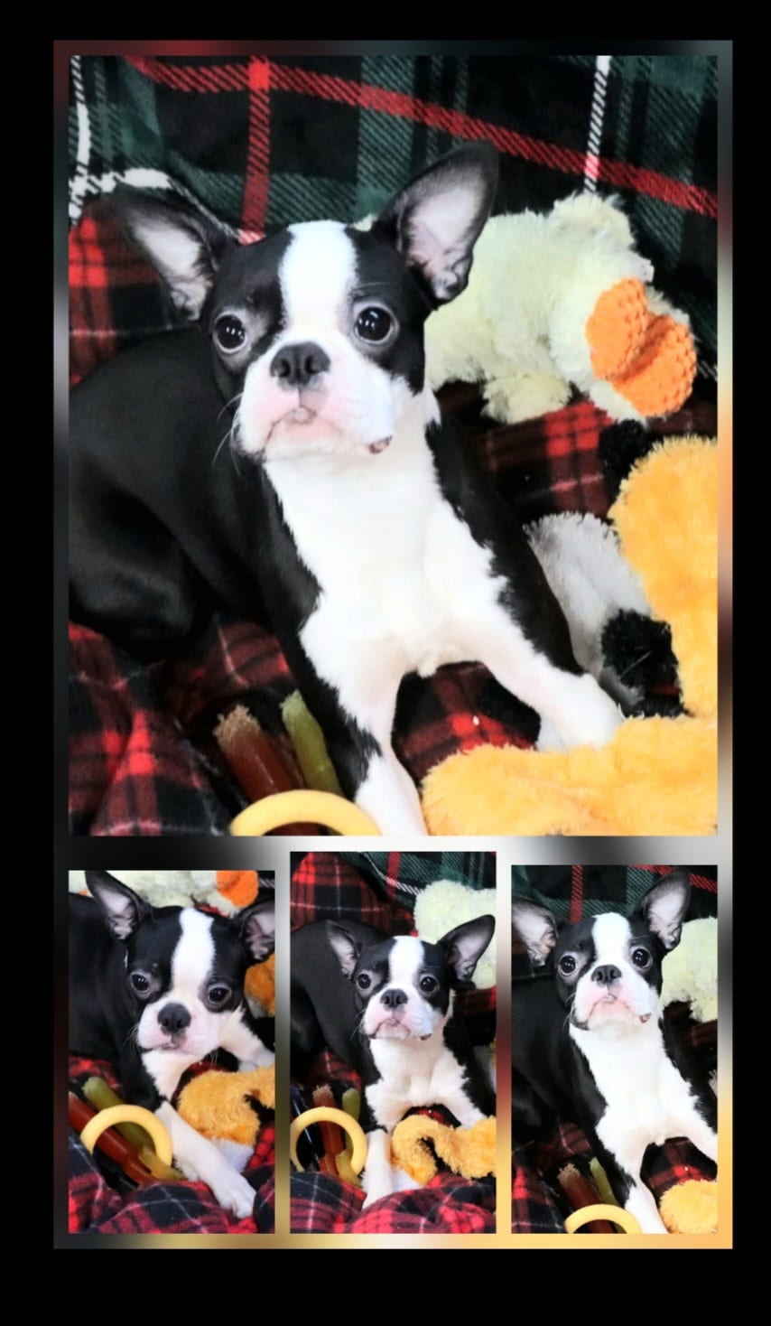CKC Boston Terrier puppies