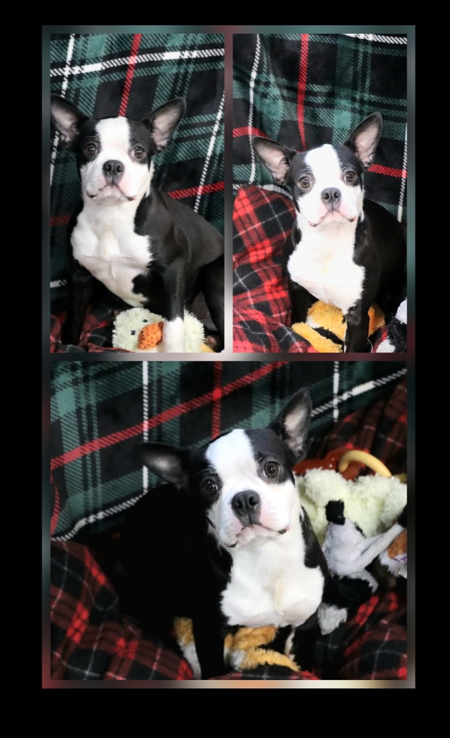CKC Boston Terrier puppies