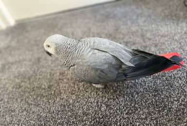 Adorable African Grey Parrot