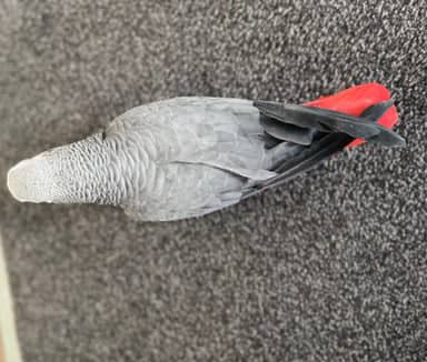 Adorable African Grey Parrot