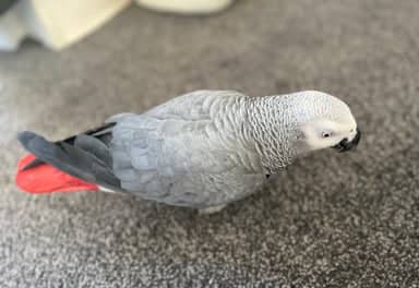 Adorable African Grey Parrot