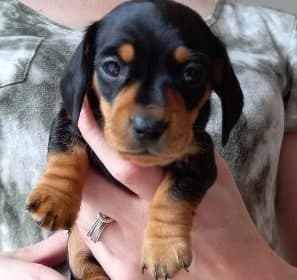 2-beautiful-miniture-dachshund-puppies-for-sale-1315842