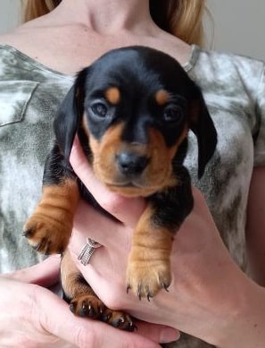 Lovely miniature Dachshund Puppies