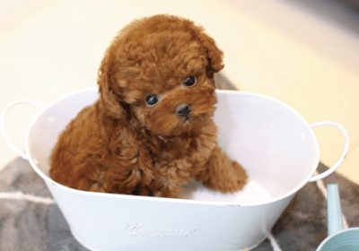 image_search_1760147340286