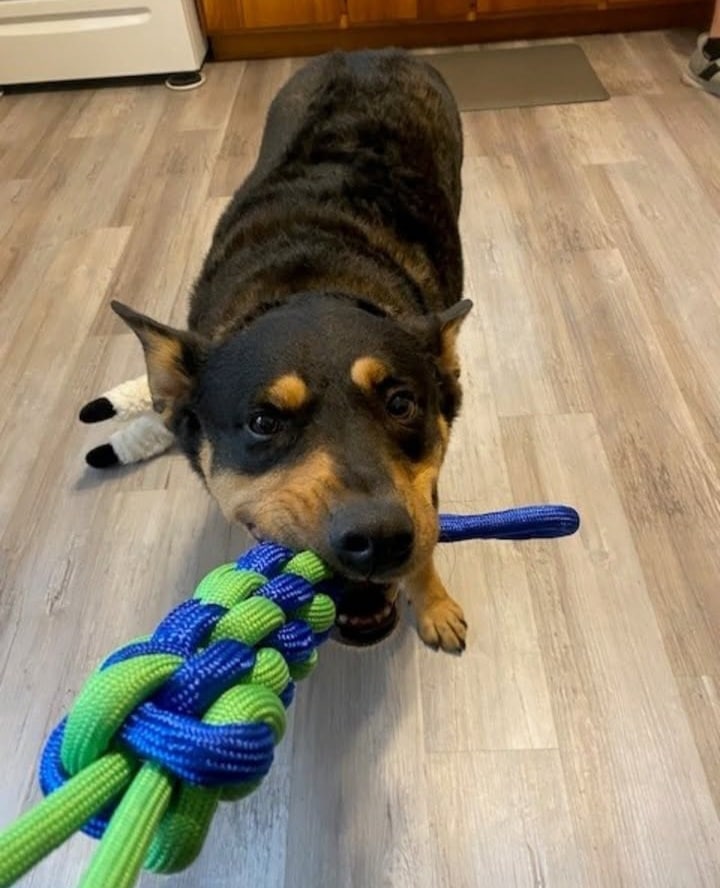 Loyal Shepherd Mix – Friendly, Well-Behaved & Ready for a Loving Home