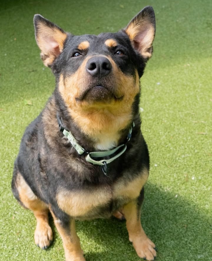 Loyal Shepherd Mix – Friendly, Well-Behaved & Ready for a Loving Home