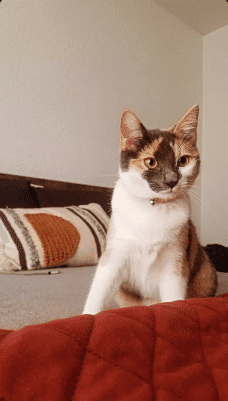 ALINA THE CALICO FURY FRIEND