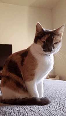 ALINA THE CALICO FURY FRIEND