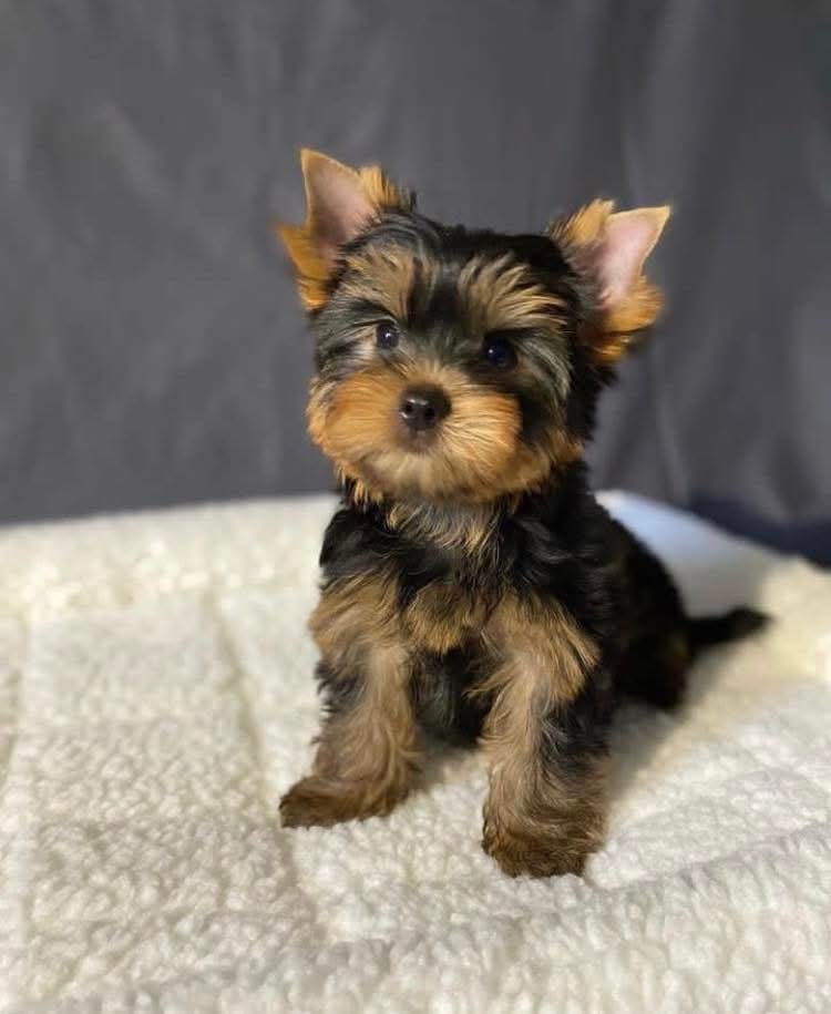 Registered Yorkshire Puppy