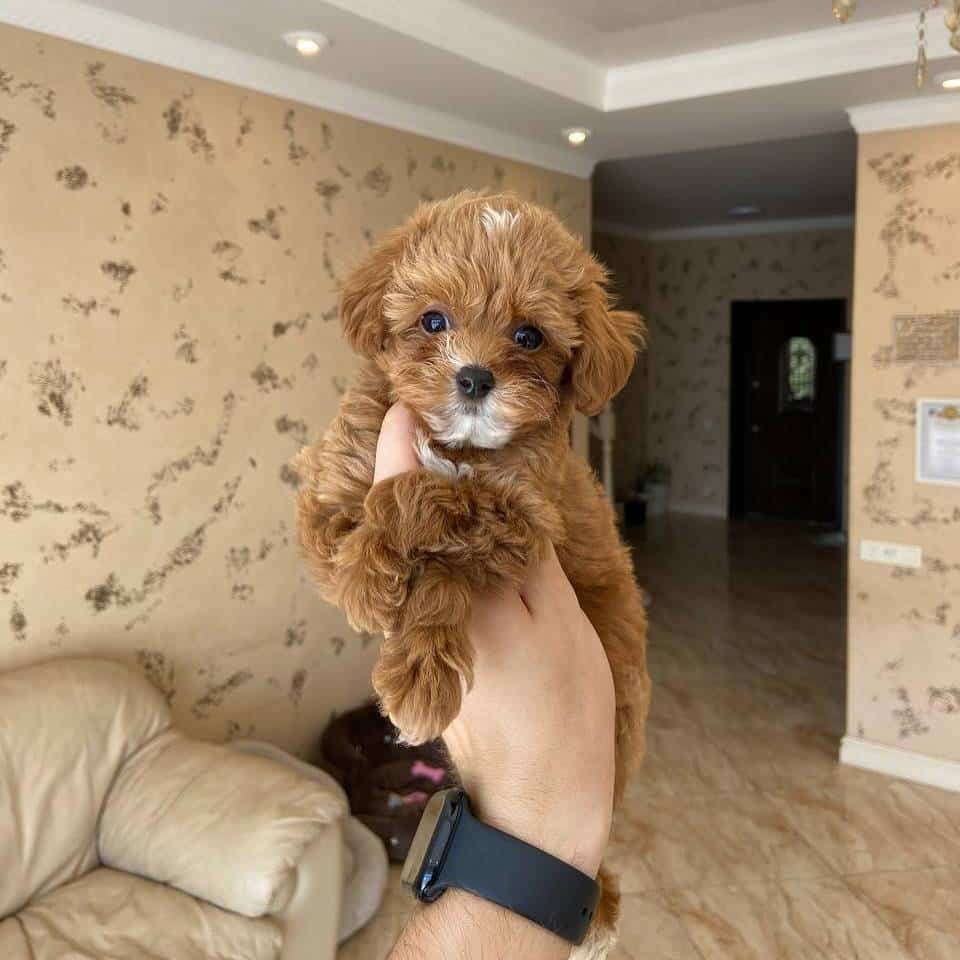 Adorable 9-Week-Old Goldendoodle Puppy – Ready for a Loving Home
