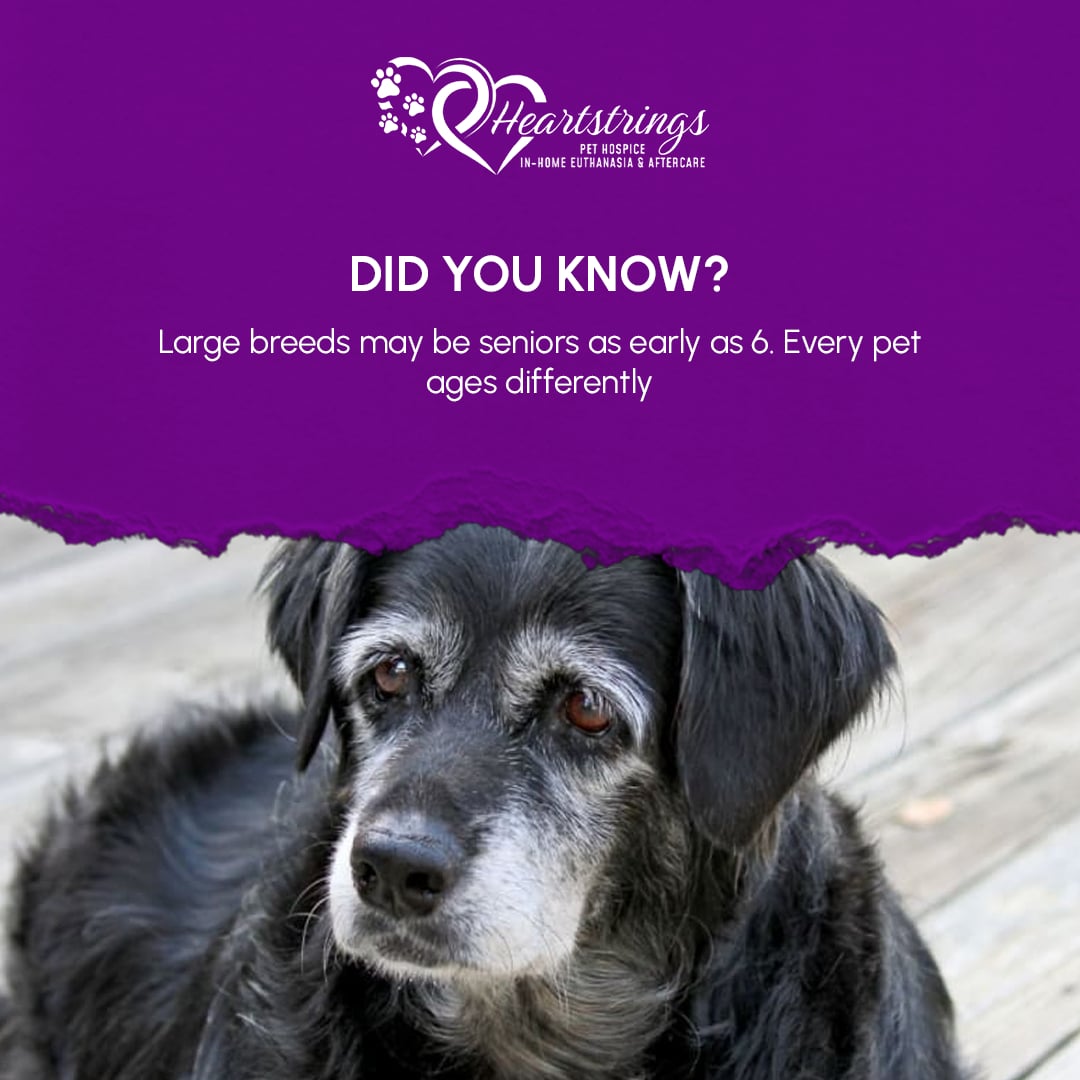 Heartstrings Pet Hospice