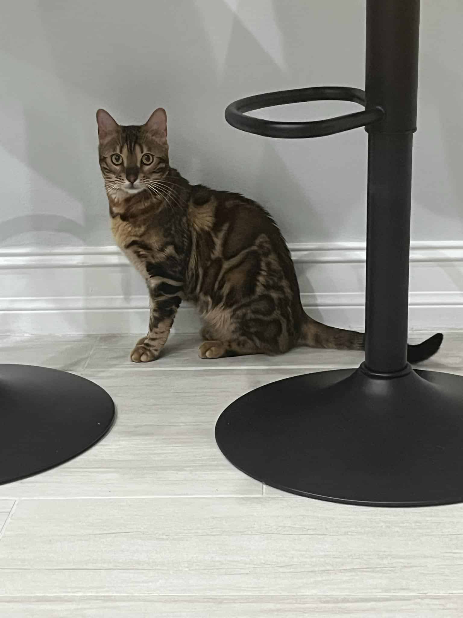 female Bengal