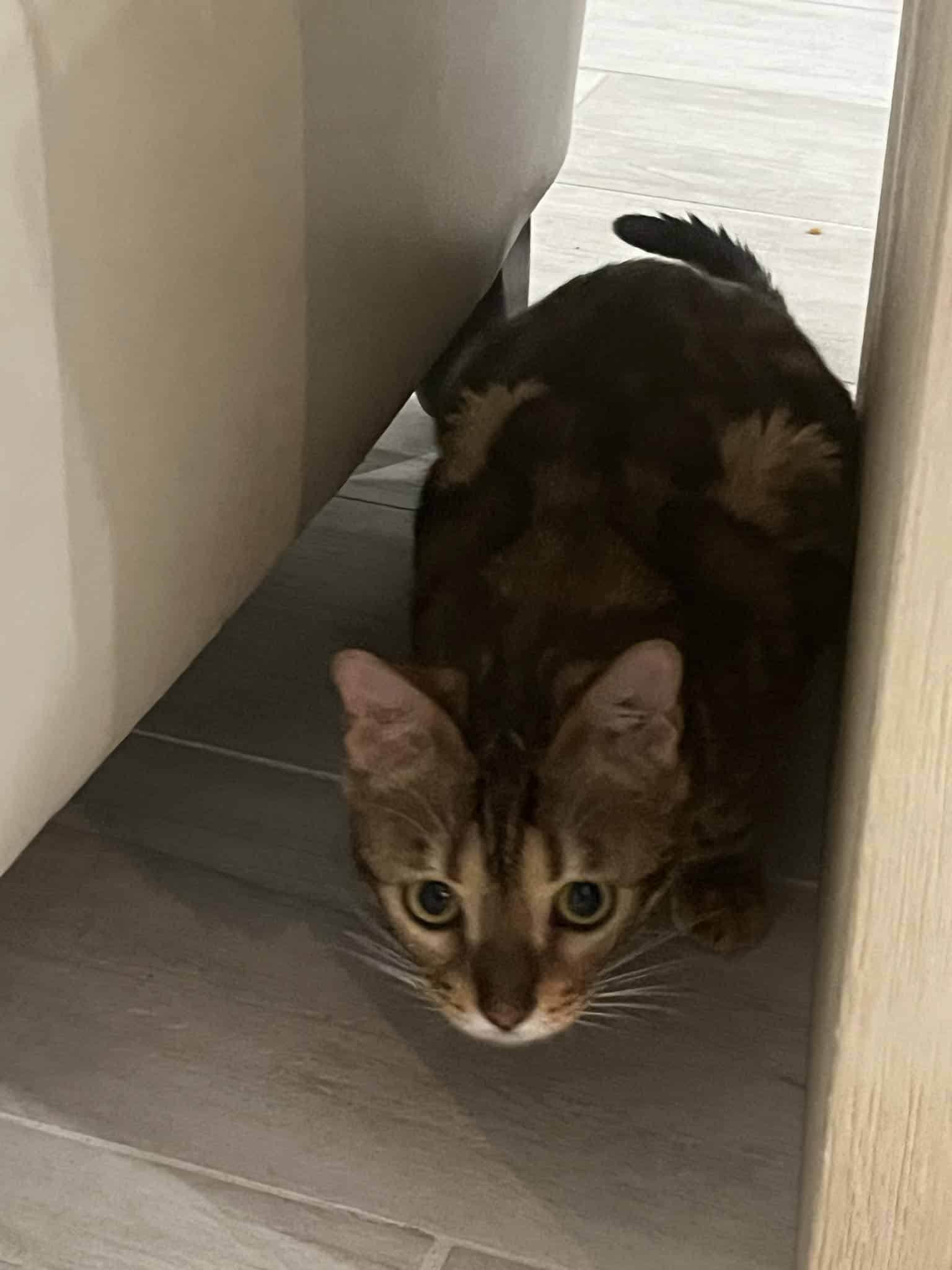 female Bengal