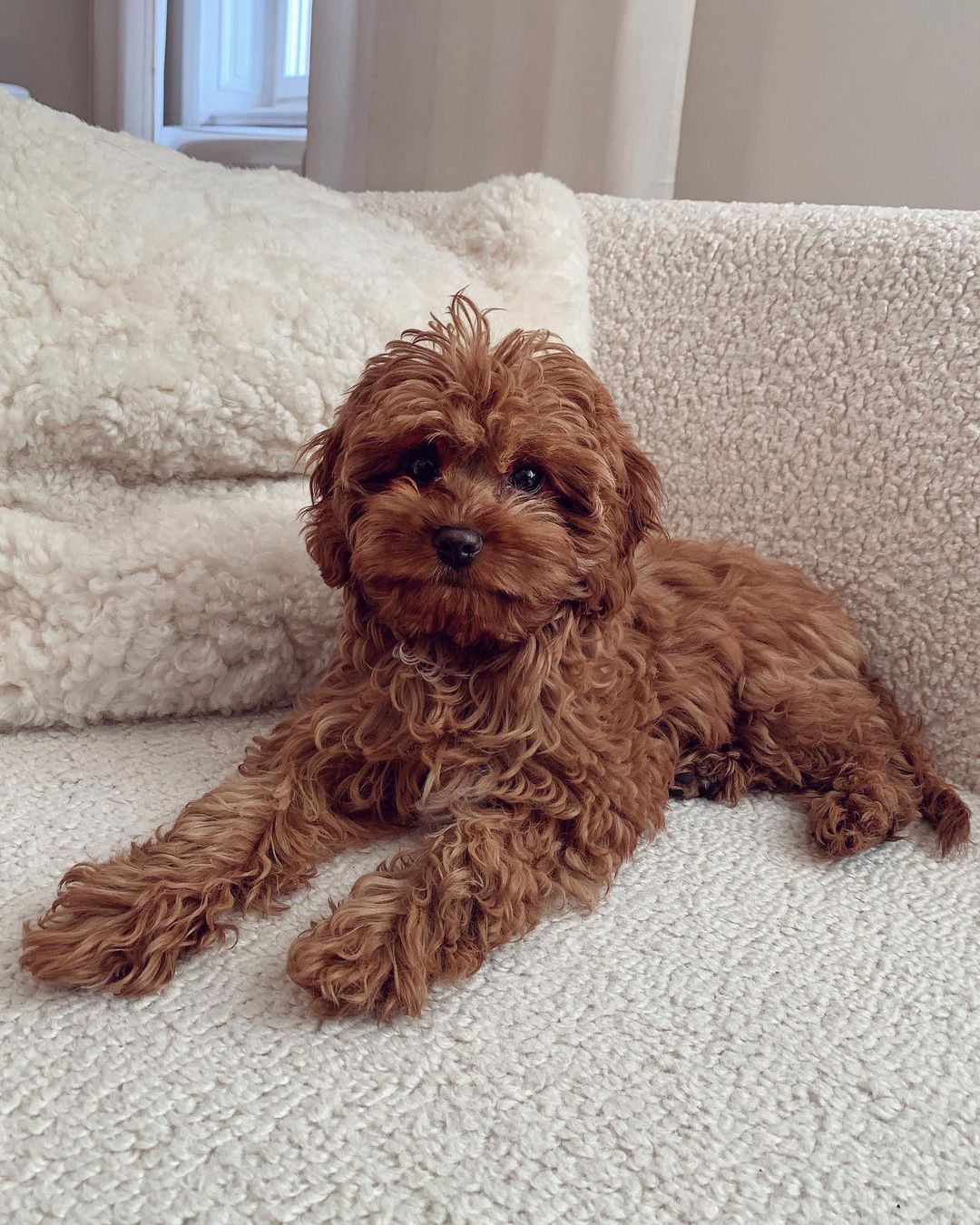 CAVAPOO-BONNIE
