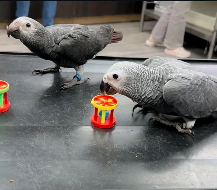 African Grey Parrot