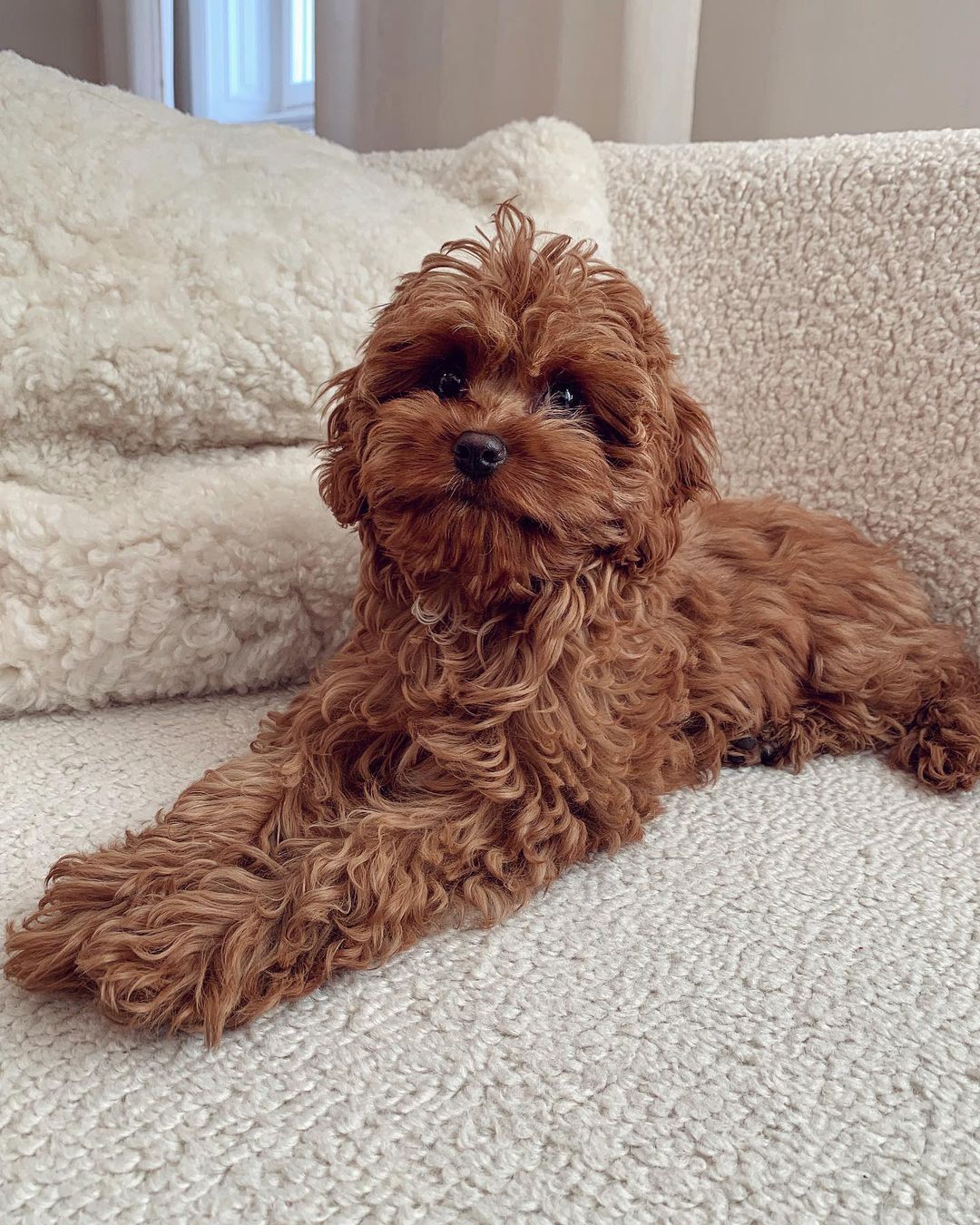 CAVAPOO-BONNIE