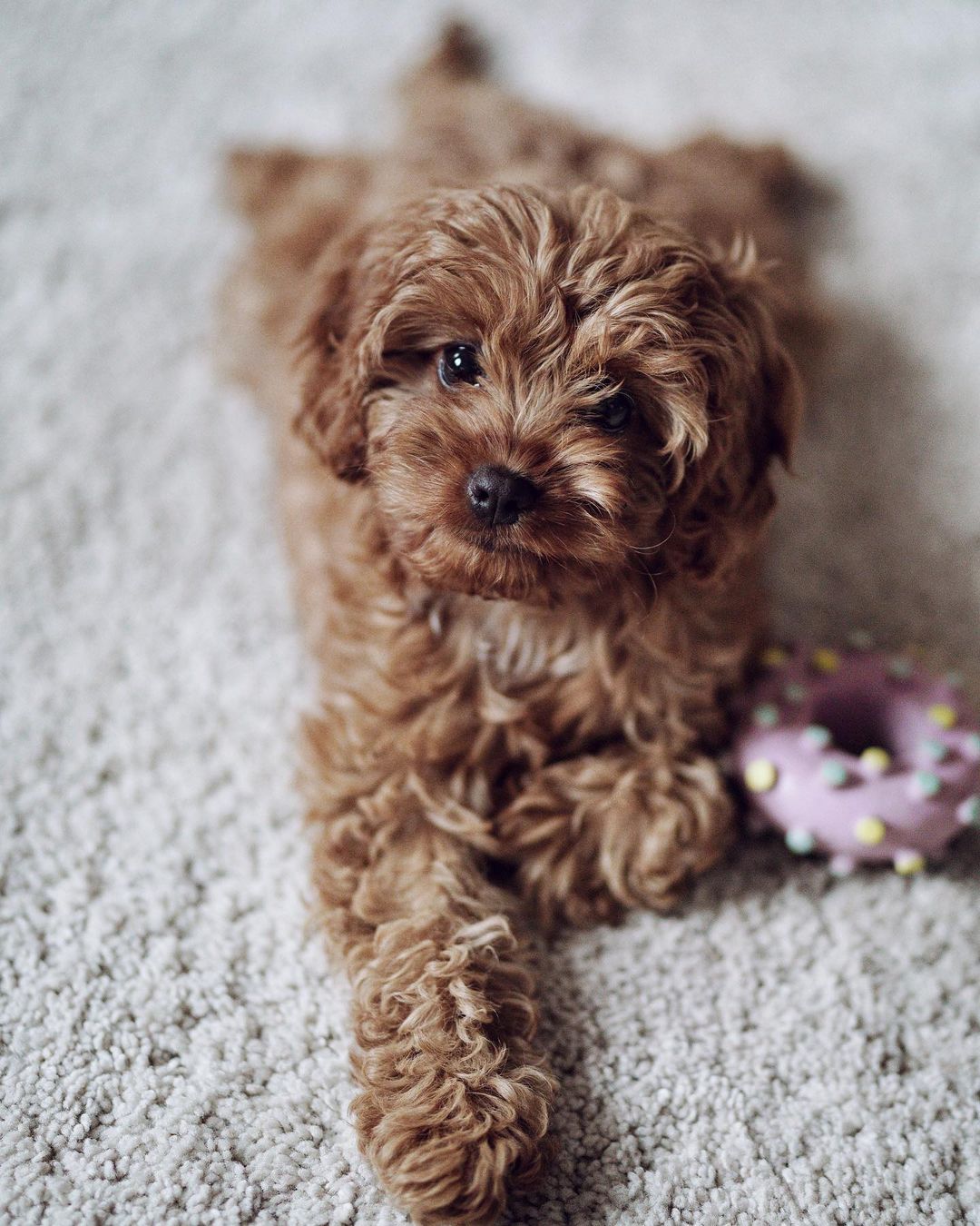 CAVAPOO-BONNIE