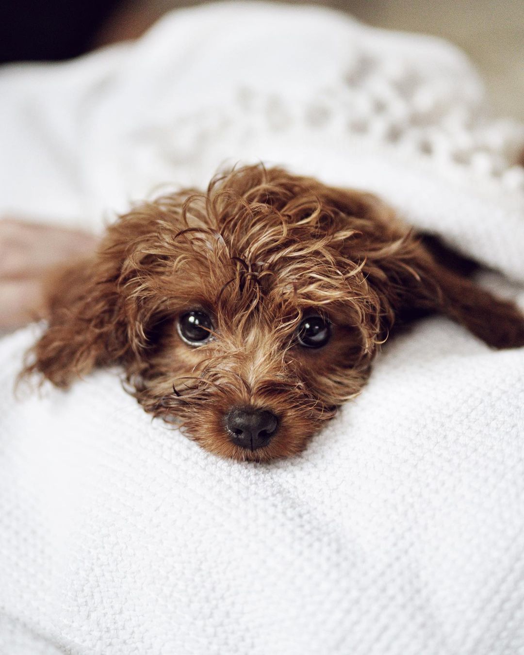 CAVAPOO-BONNIE