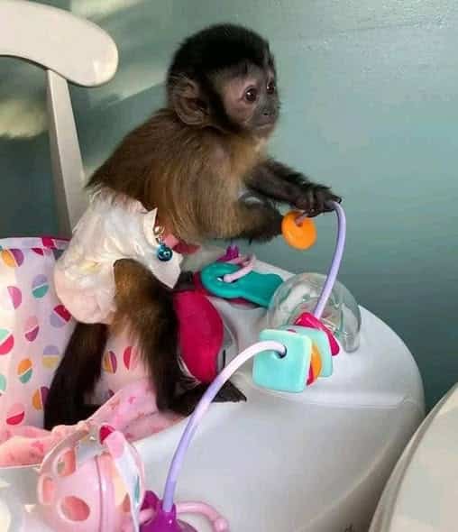 adorable baby monkey’s
