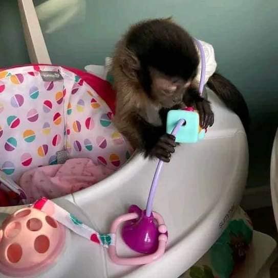 adorable baby monkey’s