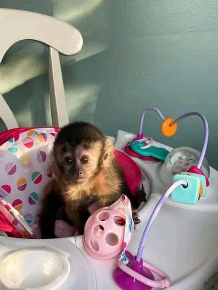 adorable baby monkey’s