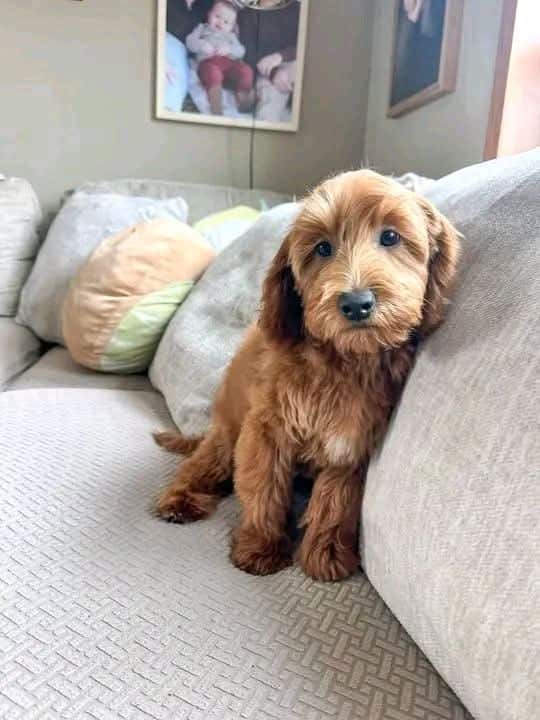 Goldendoodle puppy