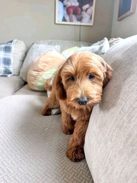 Goldendoodle puppy