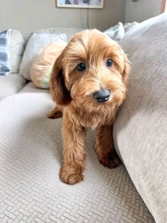 Goldendoodle puppy
