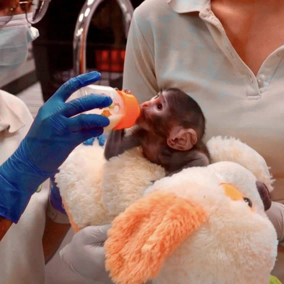 16-Week-Old White-Faced Capuchin Monkey – For Adoption