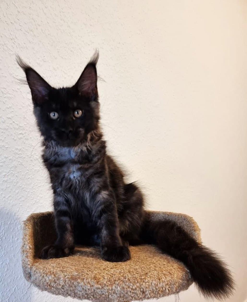 Purebred Maine Coon Kittens for Sale