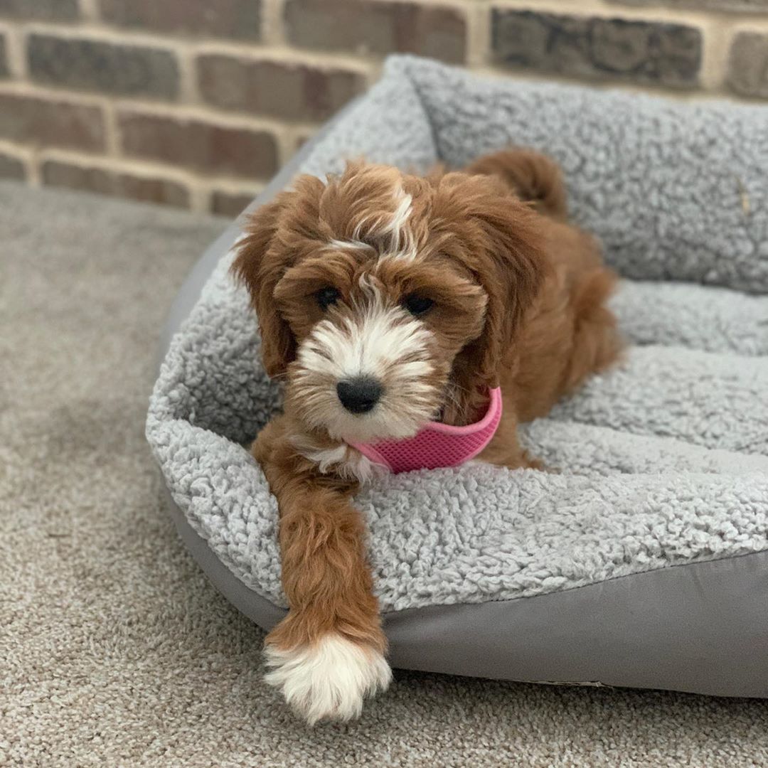 ANN OUR CUTE GOLDEN DOODLE IS LOOKING FOR A NEW HOME