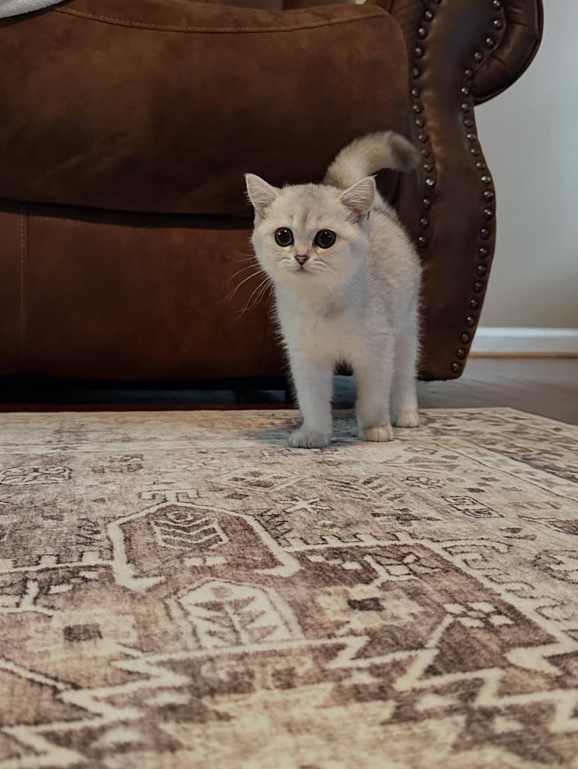 Scottishfold