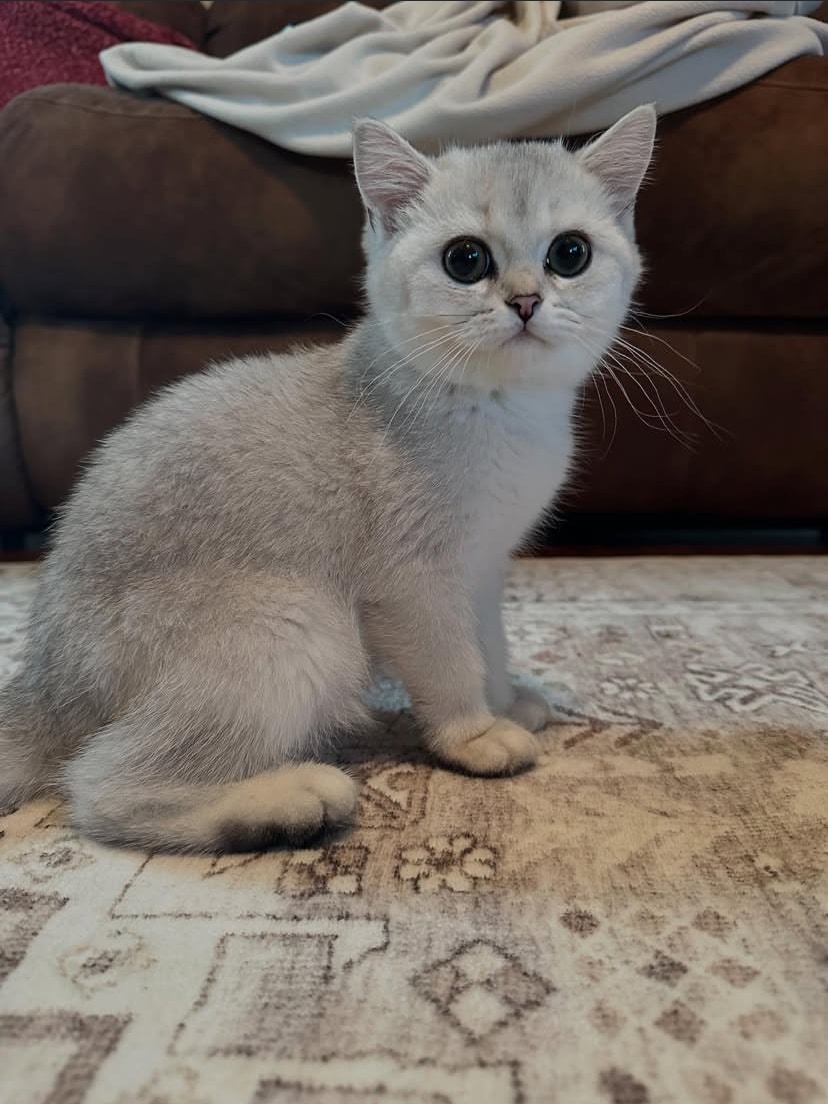 Scottishfold
