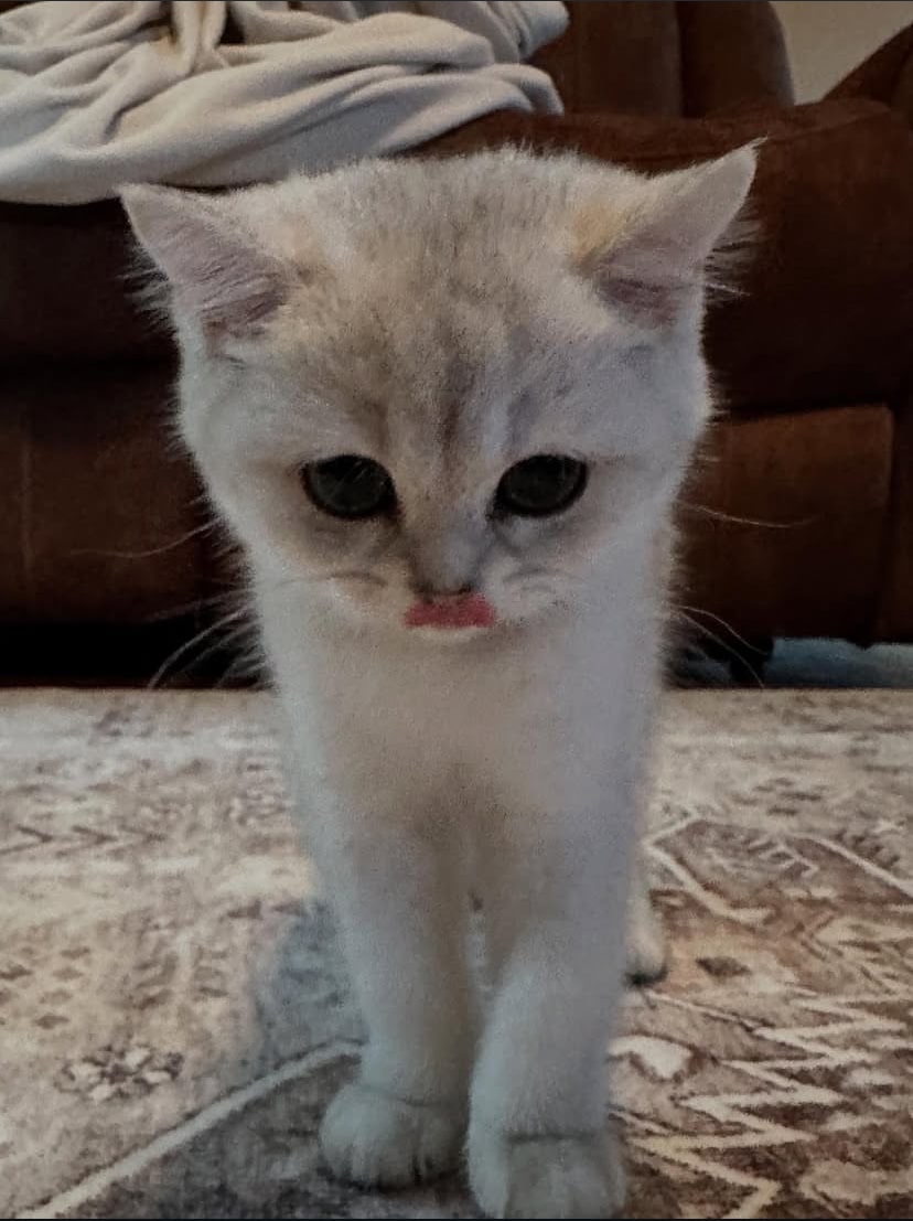 Scottishfold