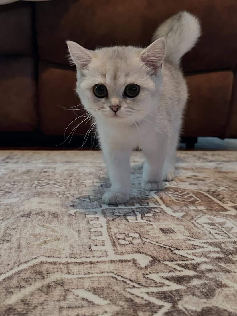 Scottishfold