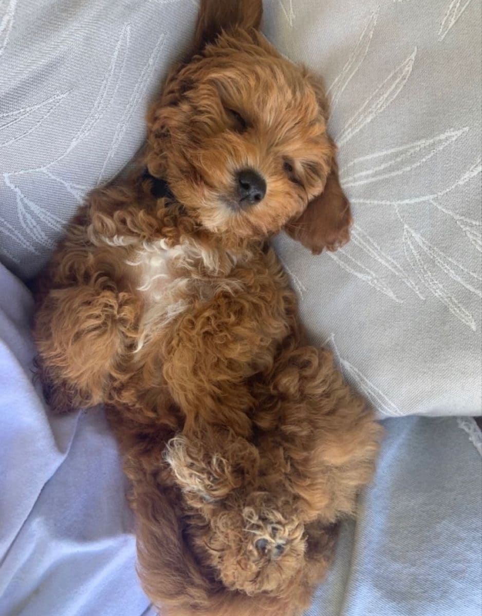 Cute Toy Poodle Puppy Ready for a New Home