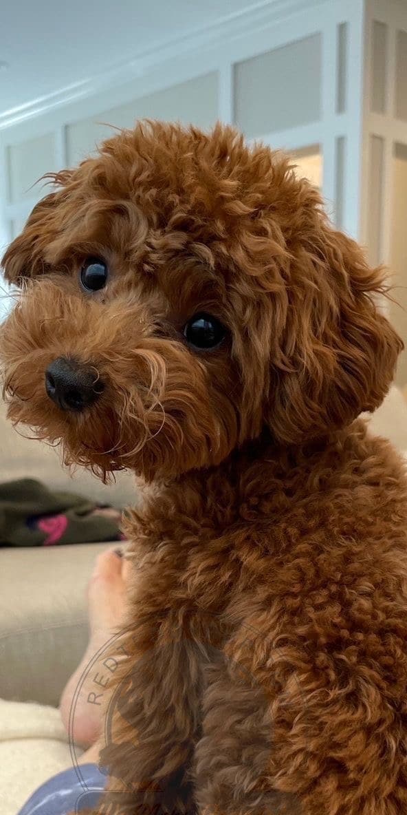 Cute Toy Poodle Puppy Ready for a New Home