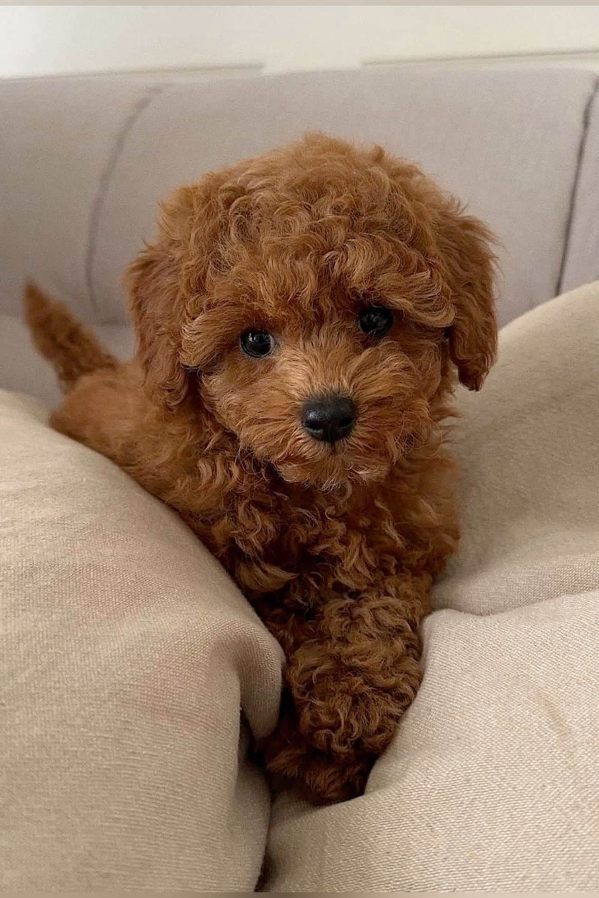 Cute Toy Poodle Puppy Ready for a New Home