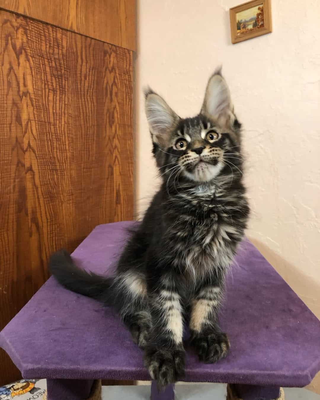 Purebred Maine Coon Kittens for Sale