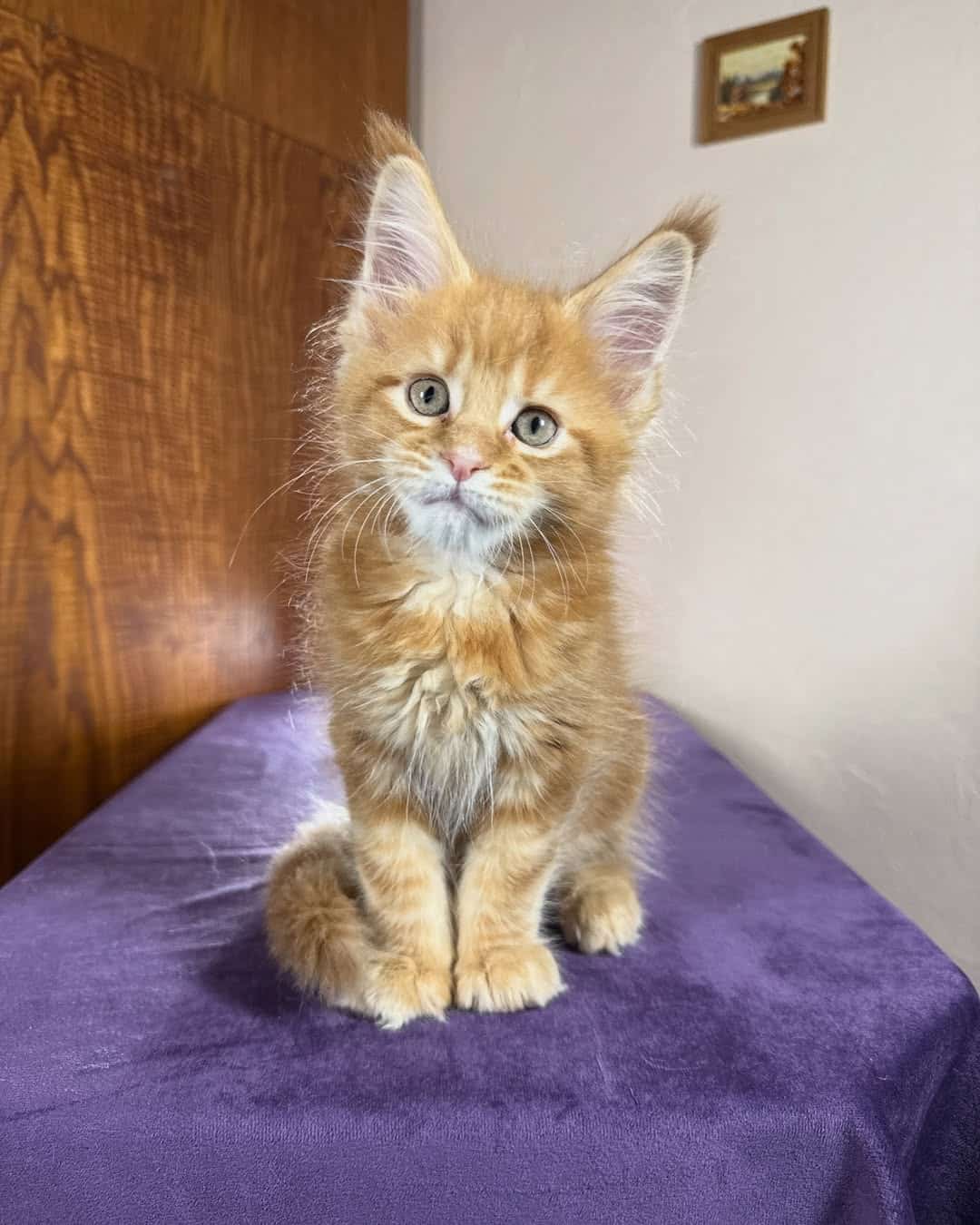 Purebred Maine Coon Kittens for Sale