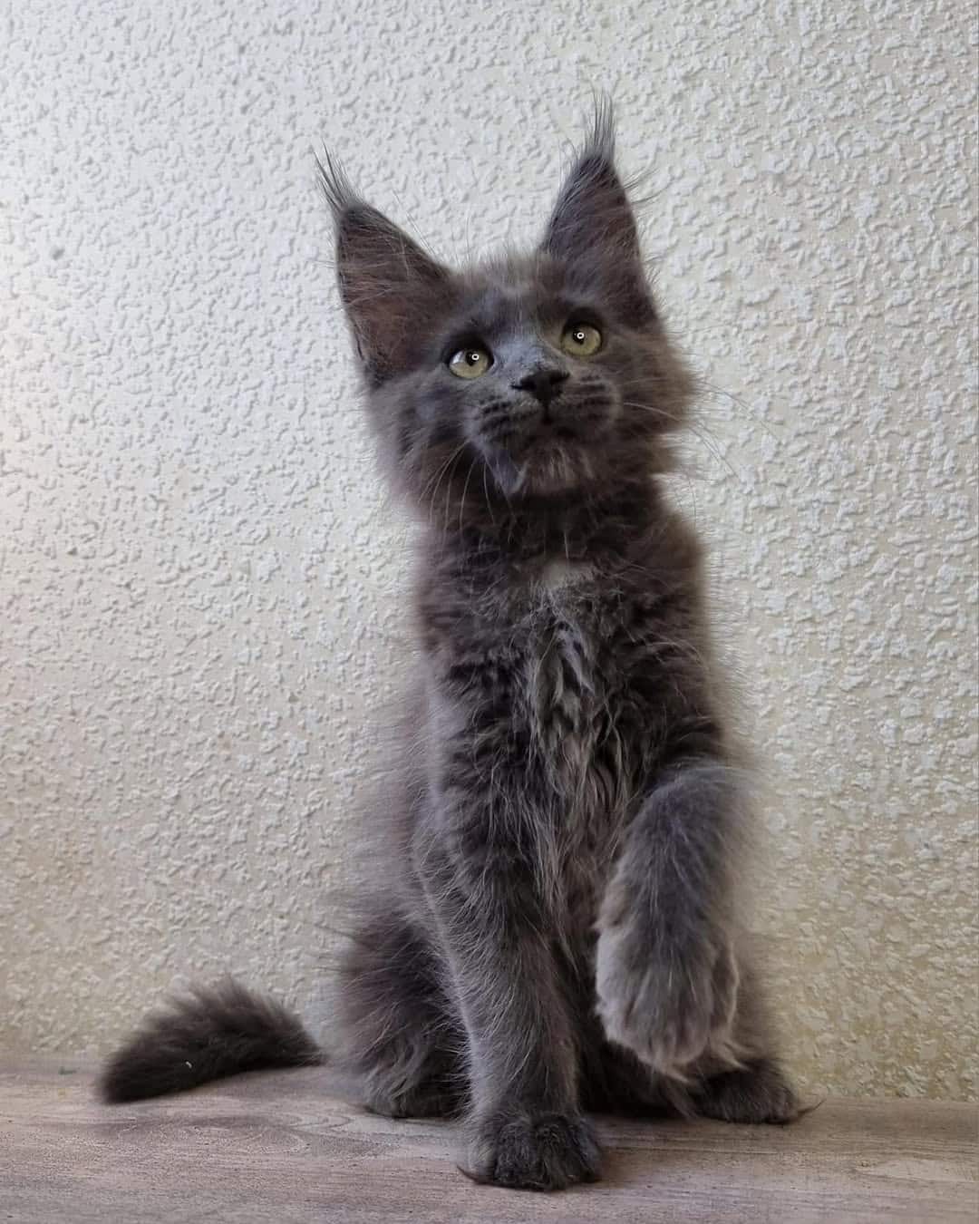 Purebred Maine Coon Kittens for Sale