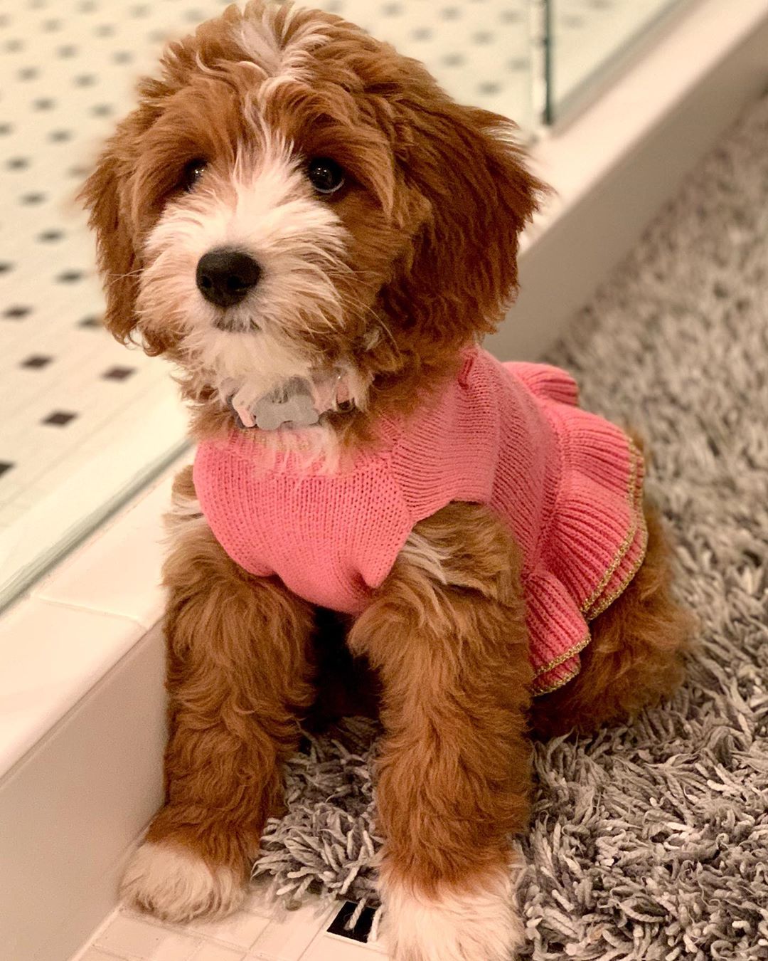 ANN OUR CUTE GOLDEN DOODLE IS LOOKING FOR A NEW HOME