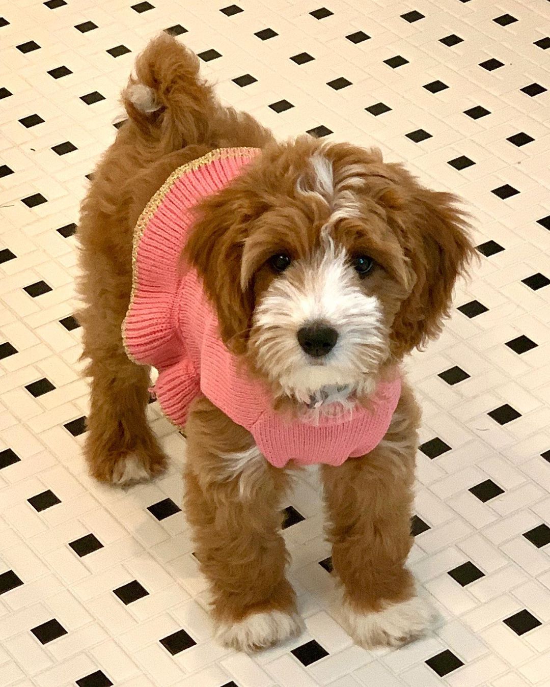 ANN OUR CUTE GOLDEN DOODLE IS LOOKING FOR A NEW HOME