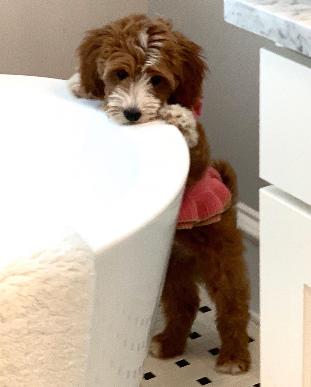 ANN OUR CUTE GOLDEN DOODLE IS LOOKING FOR A NEW HOME