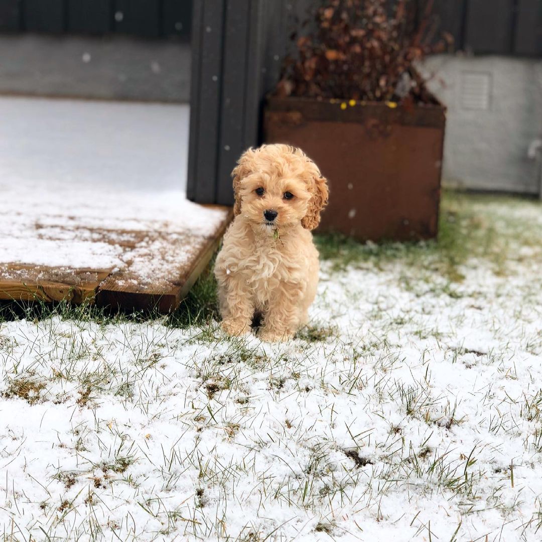 COCKAPOO PUPPY DUKE