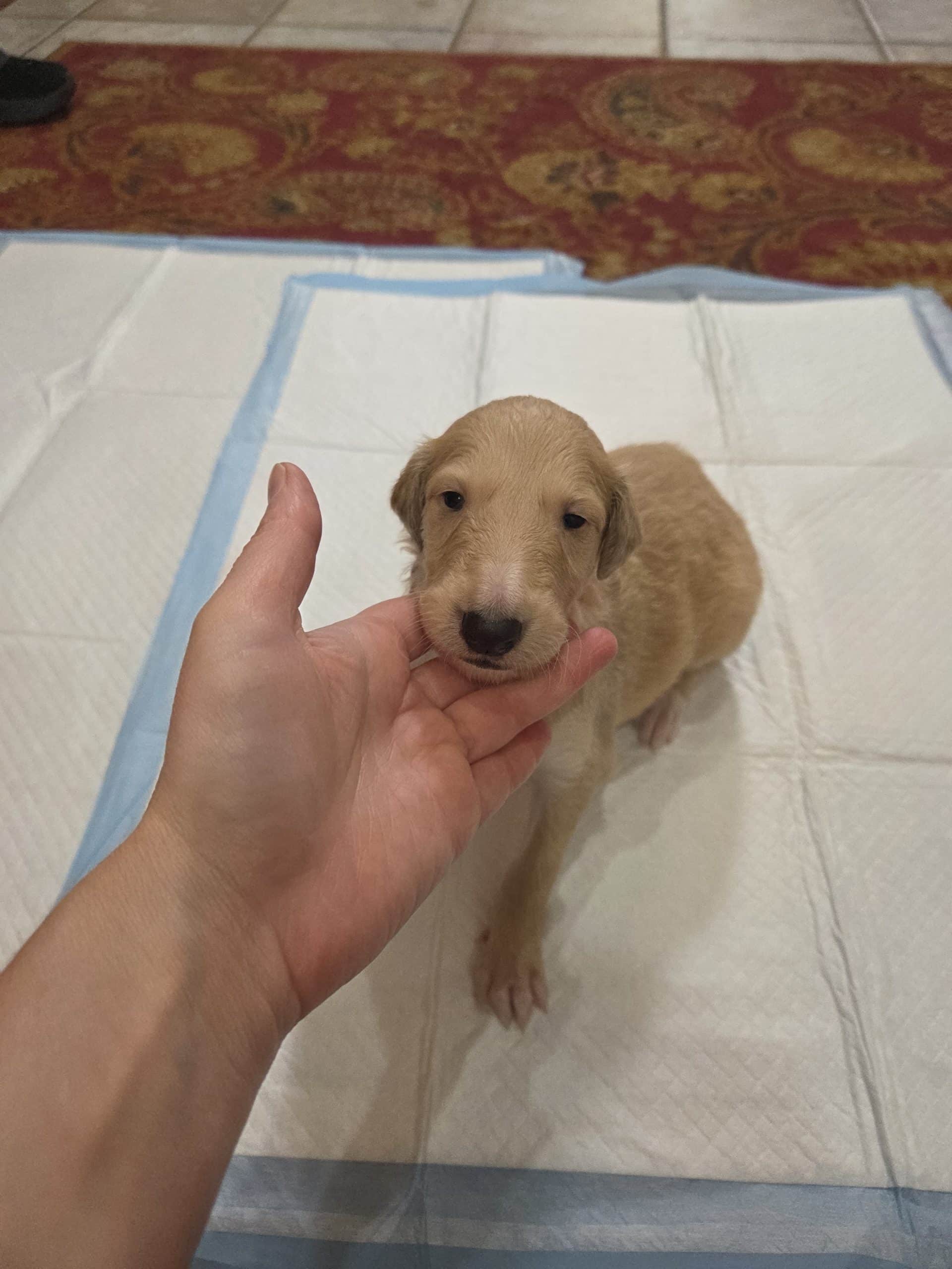DeHavilland Borzoi puppies